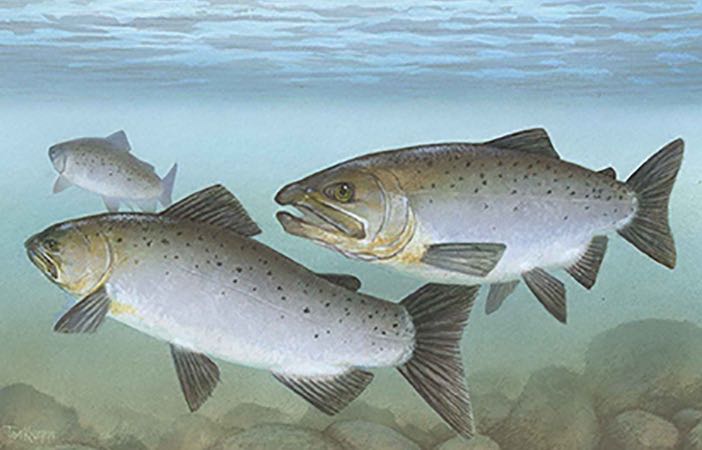 State Climatologist To Talk About Threats To Salmon